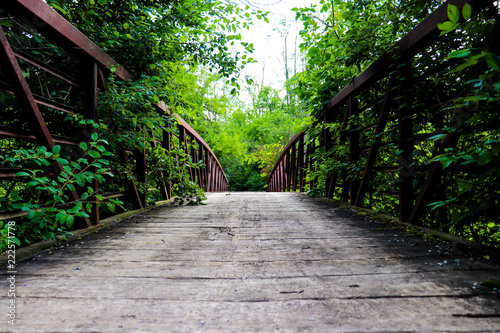 Wooden bridge with iron railings covered with thick green brush to either side