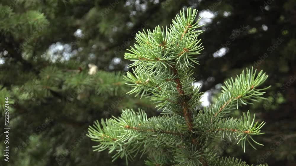 Young shoots of pine. Beautiful Christmas tree.Panning,Closeup, Young shoots of pine. Beautiful Christmas tree.Panning,Closeup,