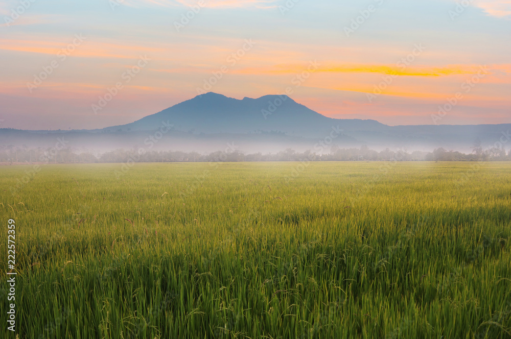 Landscape view with paddy field and mountain while sunrise in the morning during winter in located tropical zone in Thailand.