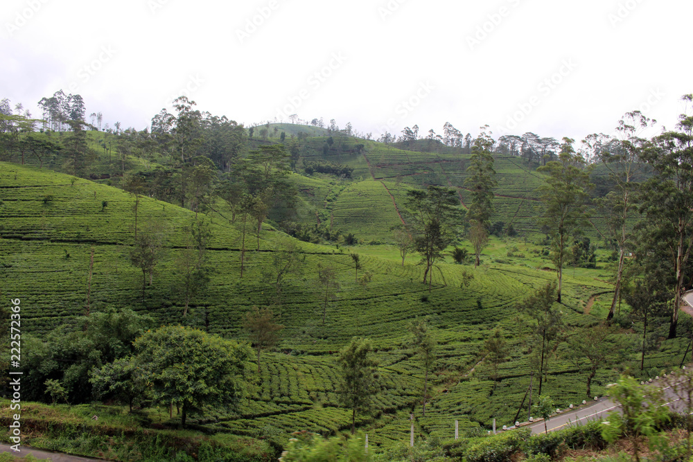 The scenery of tea plantation along the way on the scenic train to Ella.