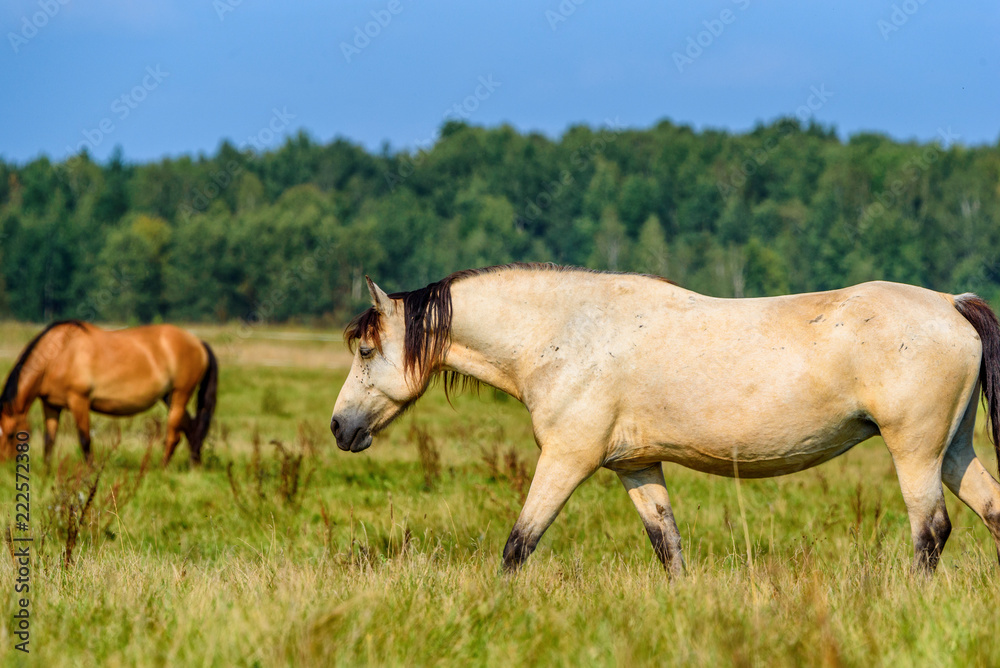 portrait of a horse in a meadow