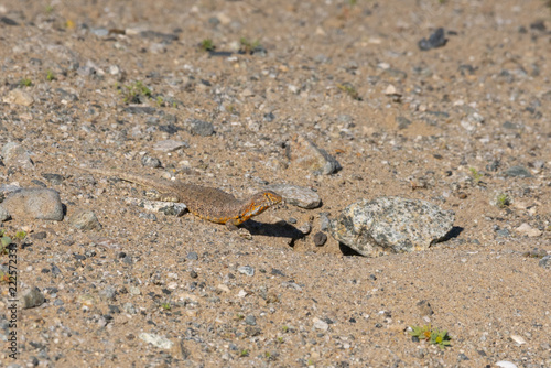 Lizard sunbathing outside its hiding place