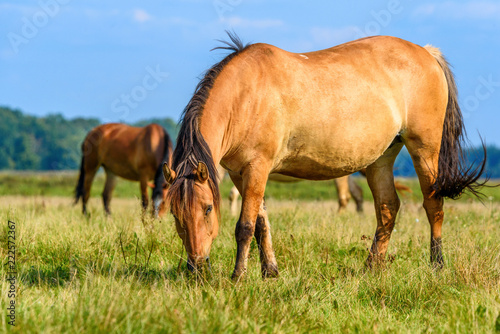 portrait of a horse in a meadow © shymar27