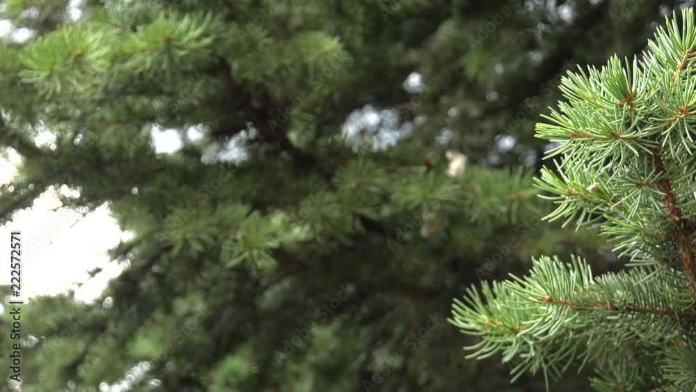 Young shoots of pine. Beautiful Christmas tree.Panning,Closeup, Young shoots of pine. Beautiful Christmas tree.Panning,Closeup,