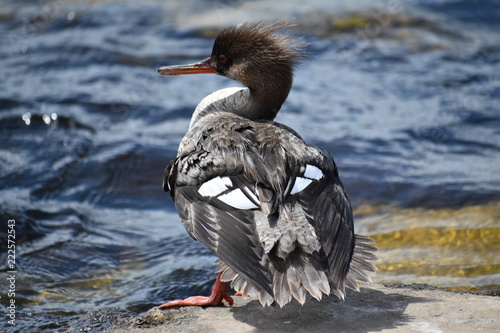 Black Duck with Red Beak