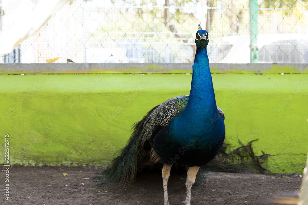 Fototapeta premium Pavo real