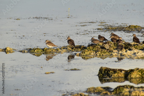 Stout Brown Bird on Seashore