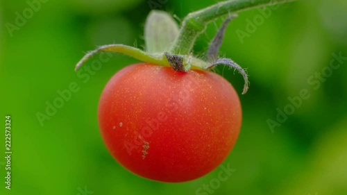 Close-up male hands of a farmer ripping a ripe tomato from a bush in greenhouse. 4k uhd. Agriculture concept. photo