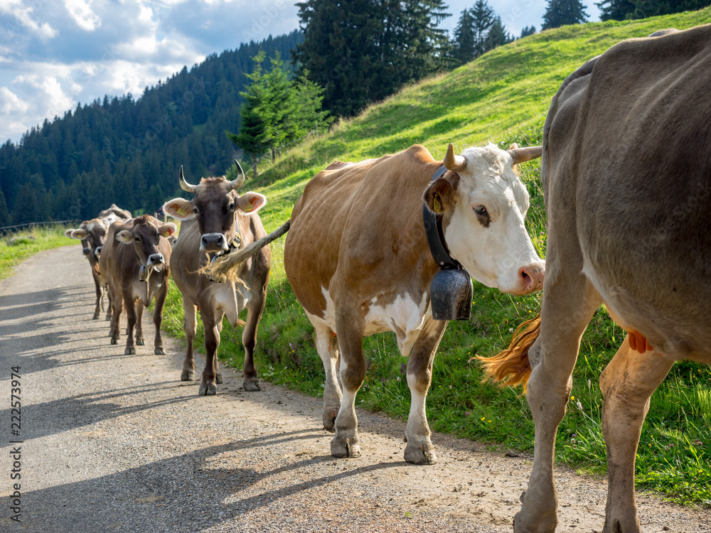 Allgäuer Kühe im Stau auf Forstweg, Deutschland