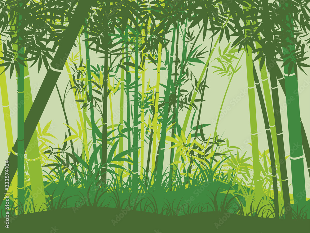 Fototapeta Scena lasu bambusowego