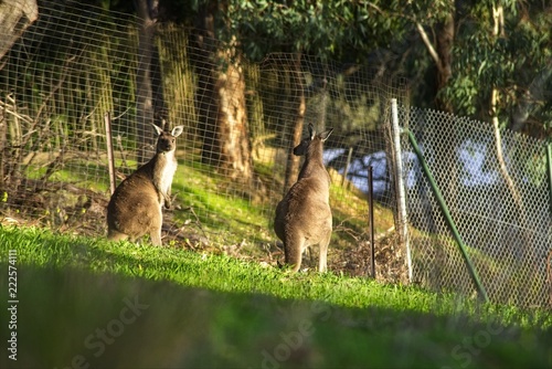 Passing visitors