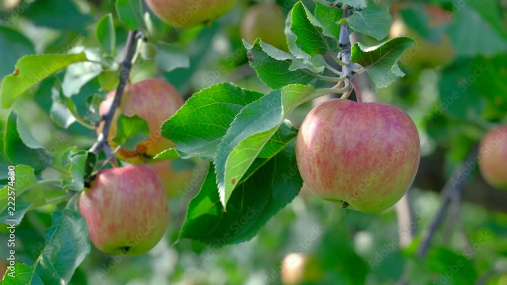 Close up hands of farmer pluck ripe Apple from a tree in summer. 4k uhd. Agriculture concept. Close up hands of farmer pluck ripe Apple from a tree in summer. 4k uhd. Agriculture concept.