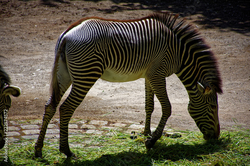 beautiful, but very proud and lonely Zebra 