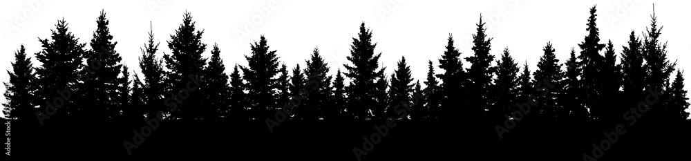 Fototapeta premium Fir trees silhouette. Forest, vector
