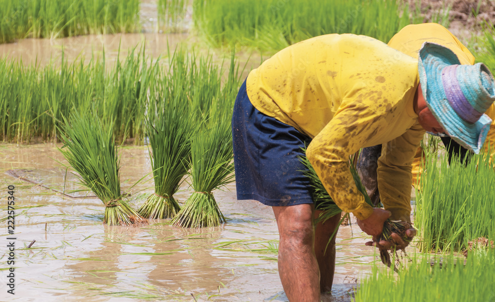 Young rice sprout ready to growing in the rice field, a paddy sprout for transplanting in rainy season - asian.. Young rice sprout ready to growing in the rice field, a paddy sprout for transplanting in rainy season - asian..