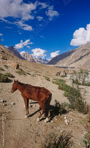 Donkeys walk pass in the Karakorum Mountains in Northern Pakistan, Landscape of K2 trekking trail in Karakoram range, Pakistan