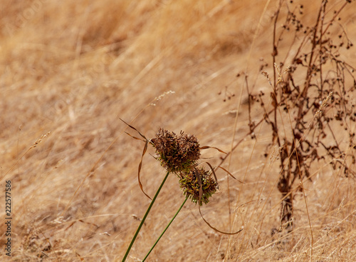 Dried Wild plants and flowers against a field of dry grass