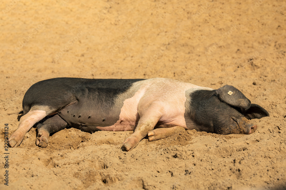 Schwäbisch-Hällisches Landschwein Schwäbisch-Hällisches Landschwein