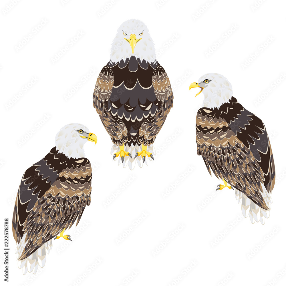 Obraz premium Stylized bald eagle