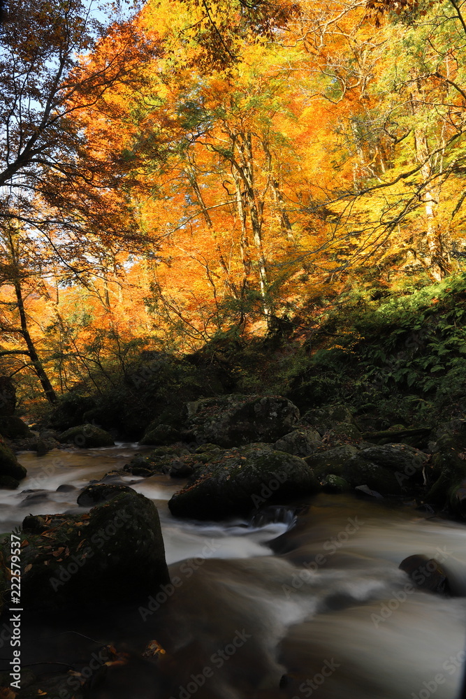 紅葉に流れる