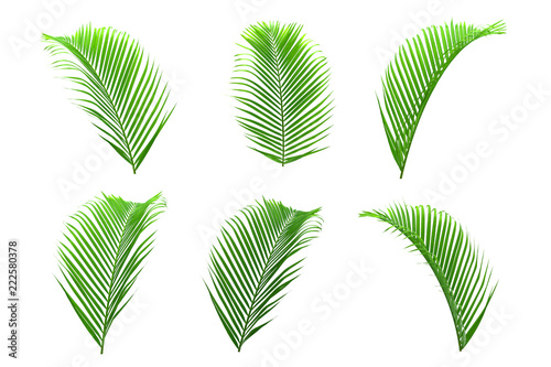 Set of palm leaves isolated on white for decor your project.