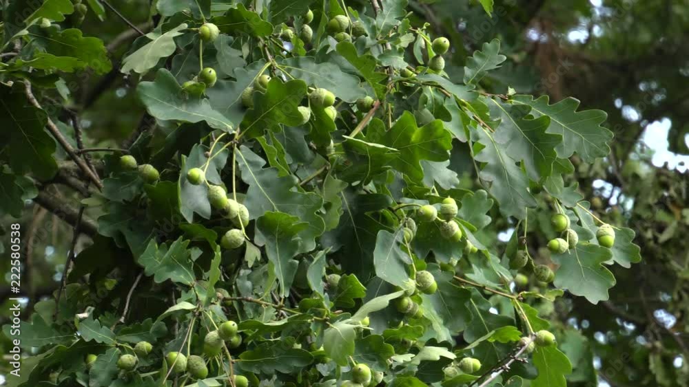 Oak leaves. Seeds are hanging on a branch. Young seeds.Panning,Closeup, Oak leaves. Seeds are hanging on a branch. Young seeds.Panning,Closeup,