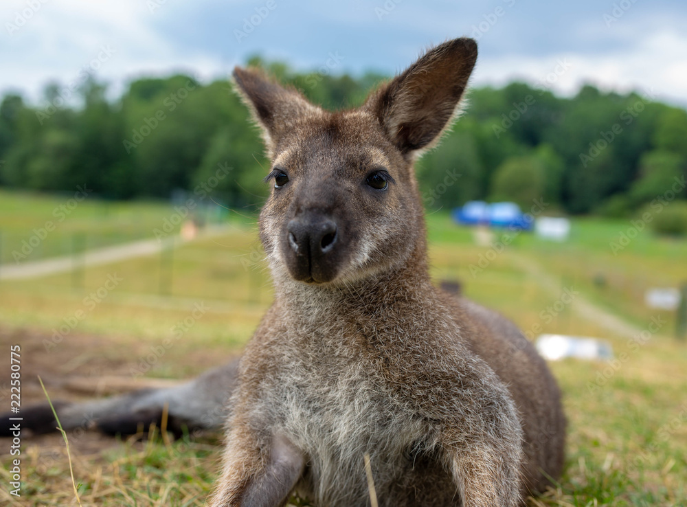 wild kangaroo at the zoo