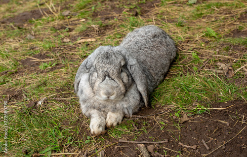 wild rabbit on the grass