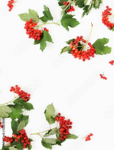 Autumn background pattern. branches of red viburnum on white background. top view. copy space