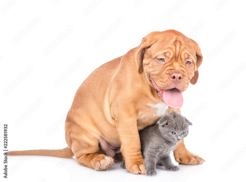 Bordeaux puppy dog sitting with scottish kitten in side view. isolated on white background Bordeaux puppy dog sitting with scottish kitten in side view. isolated on white background