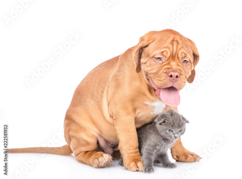 Bordeaux puppy dog sitting with scottish kitten in side view. isolated on white background