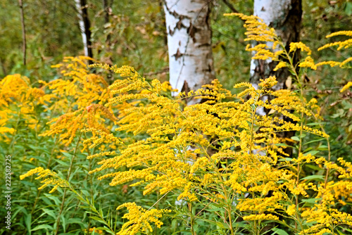 Yellow flowers Solidago virgaurea grow in the forest.