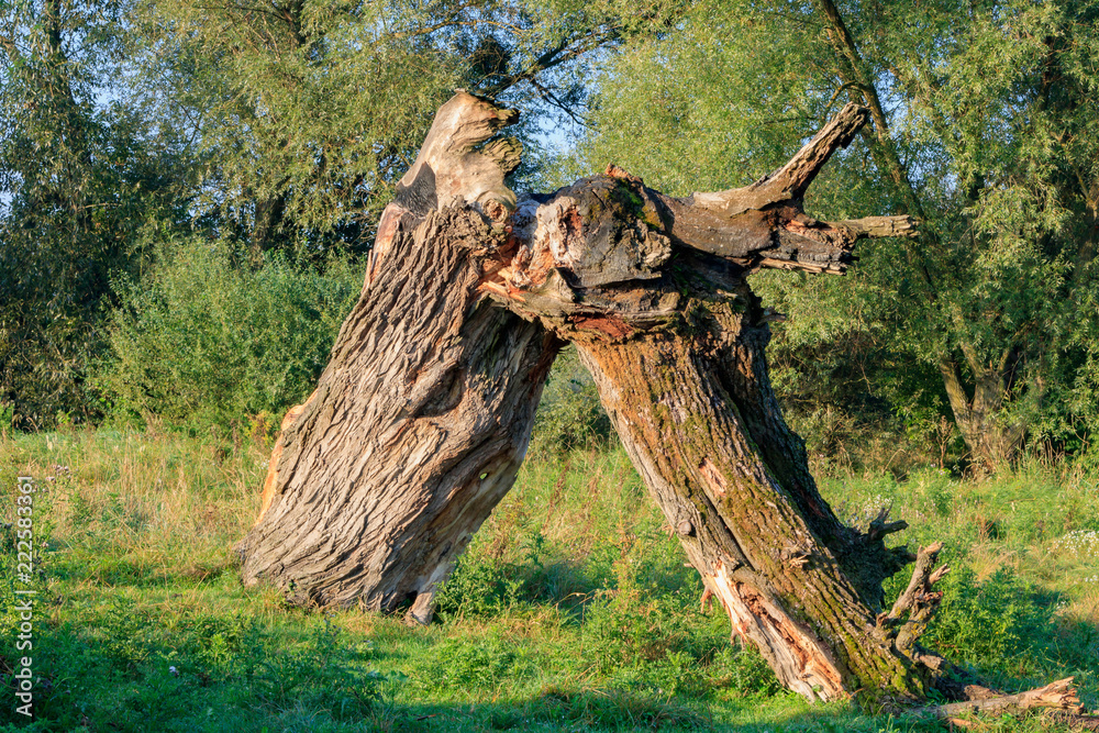 Broken trunk of a large dry tree on the background of green bushes and trees in sunny autumn morning. Nature landscape