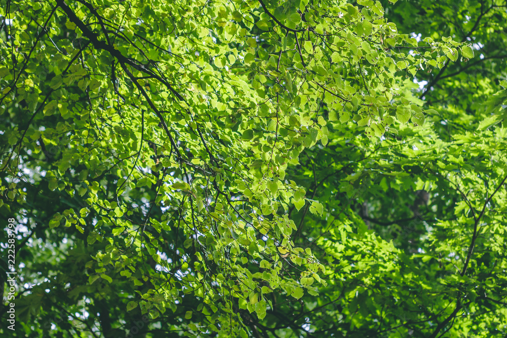 Beautiful green foliage in sun lights in a summer forest. Beautiful green foliage in sun lights in a summer forest.
