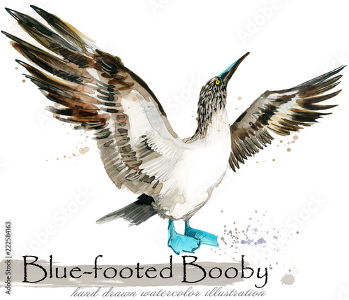 Fotografija blue-footed booby hand drawn watercolor illustration