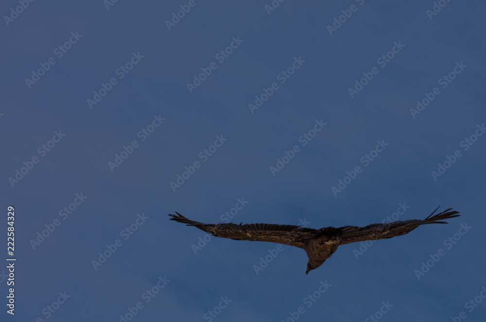 Condor flying in Peru Condor flying in Peru