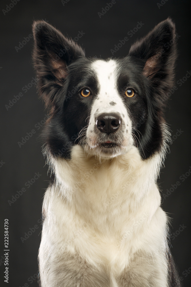 Border Collie Dog on Isolated Black Background in studio