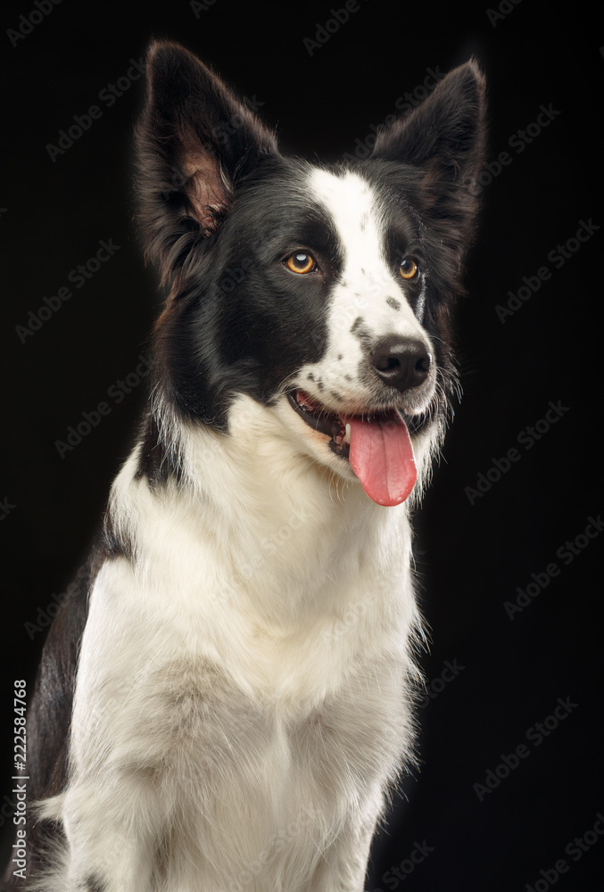 Border Collie Dog on Isolated Black Background in studio