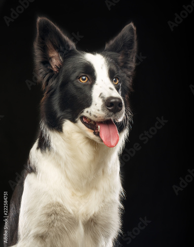Border Collie Dog on Isolated Black Background in studio © TrapezaStudio