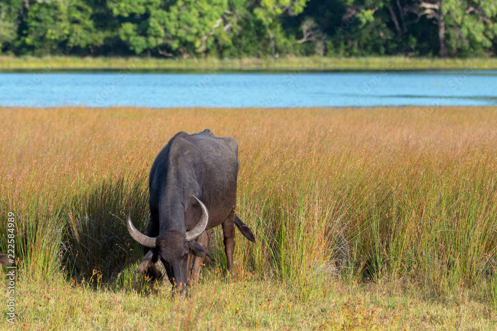 Water Buffalo grazing in morning sunlight in Wilpattu National Park in Sri Lanka Asia Water Buffalo grazing in morning sunlight in Wilpattu National Park in Sri Lanka Asia