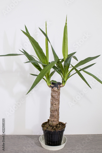 Evergreen plant detailed yucca plant with green leavesin a white background photo