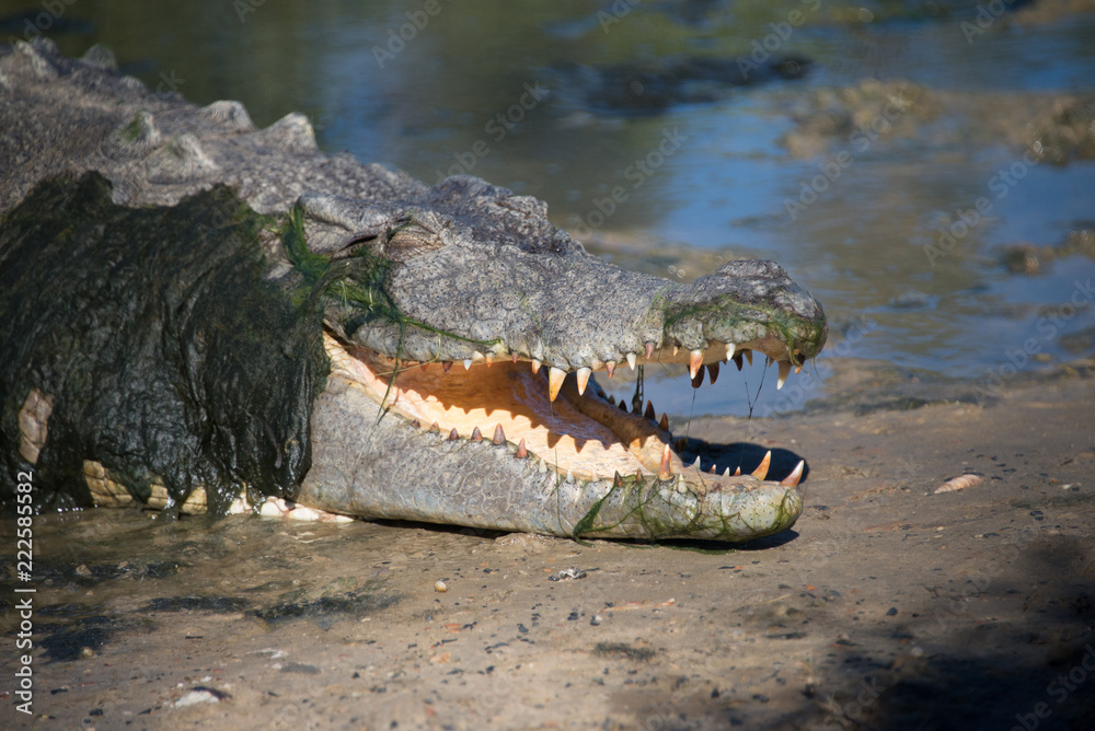 Fototapeta premium Australian salt water crocodile headshot