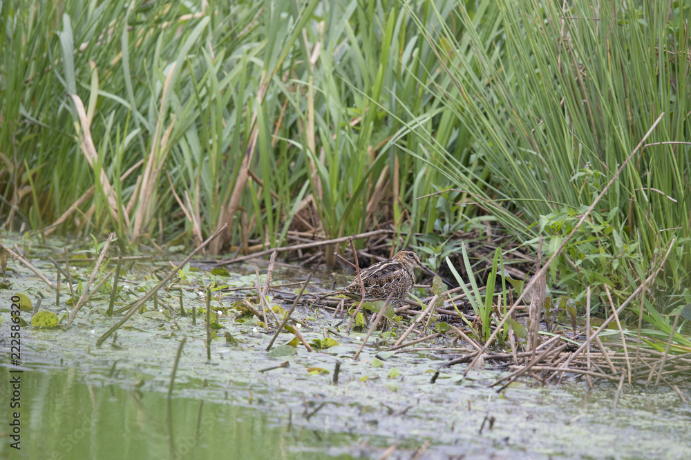 Common snipe in de Weerribben the Netherlands. Common snipe in de Weerribben the Netherlands.