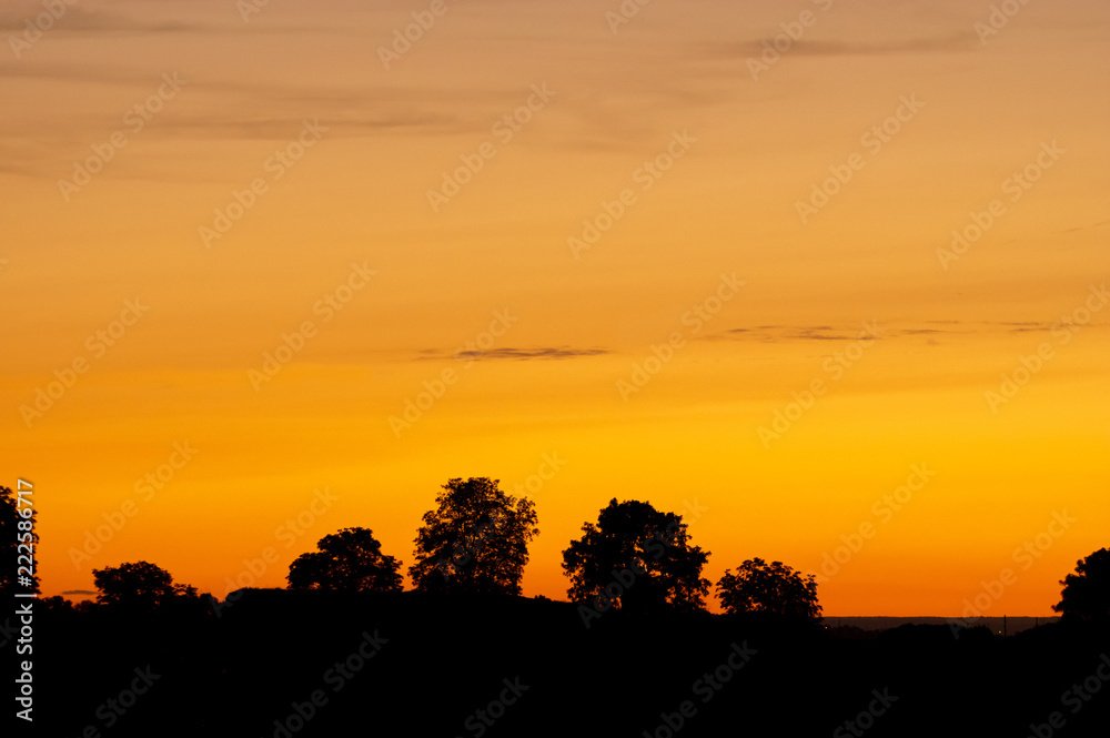 Silhouetted Trees in Orange Sunset Background