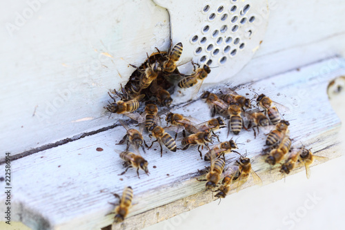 The bees are working. Here the full order, but at the same time they create chaos with their incredible movements ... 