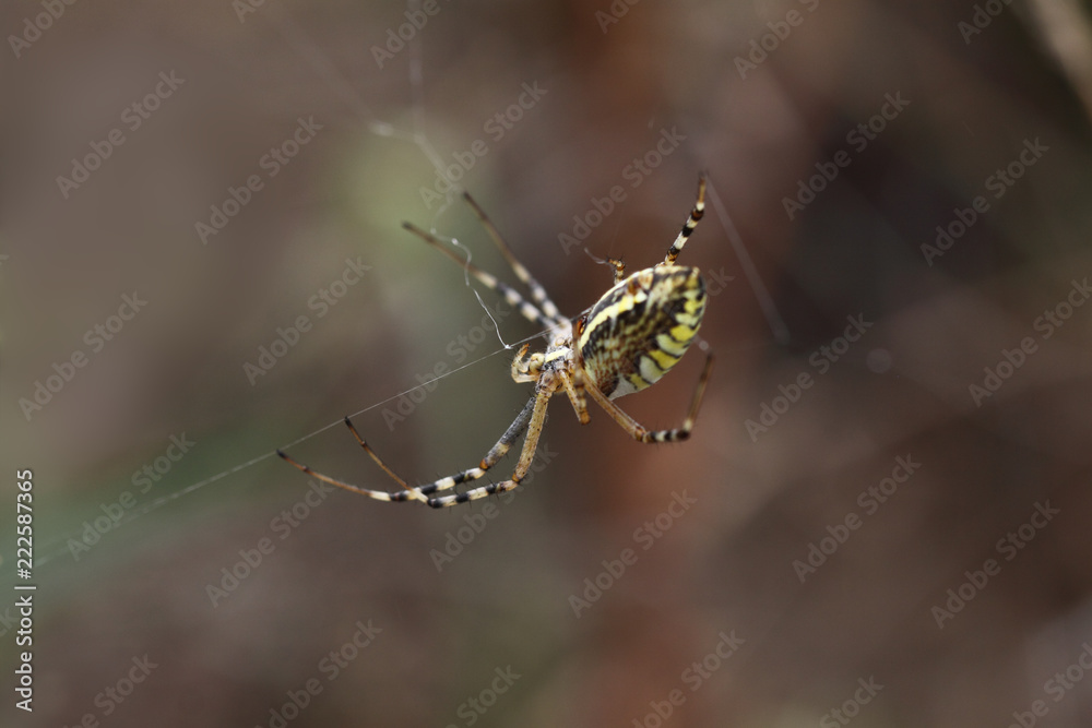 Spider repairs its network, preparing to meet the victim.. Spider repairs its network, preparing to meet the victim..
