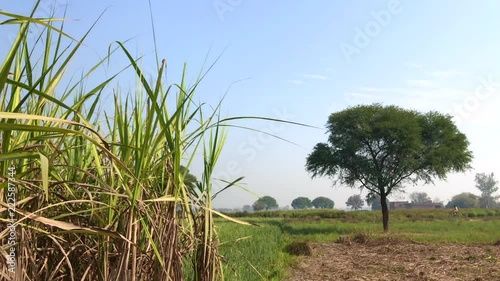 Sugar Cane Field and blue sky in India. Sugar cane plantation irrigation near big tree. Sugarcane field, India, southeast, Asia. photo