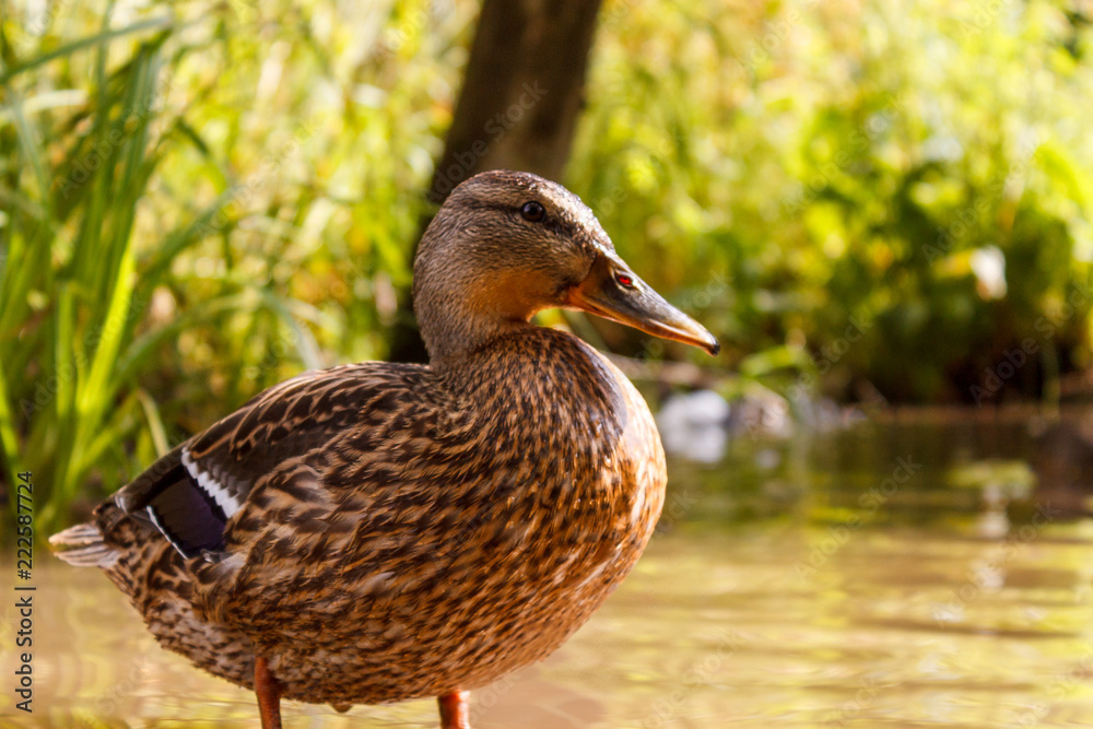 One brown duck swims in the river One brown duck swims in the river