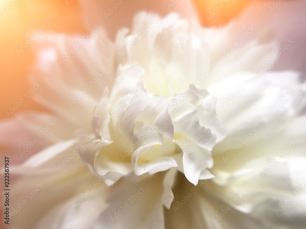 the White and delicate flowering peony close-up