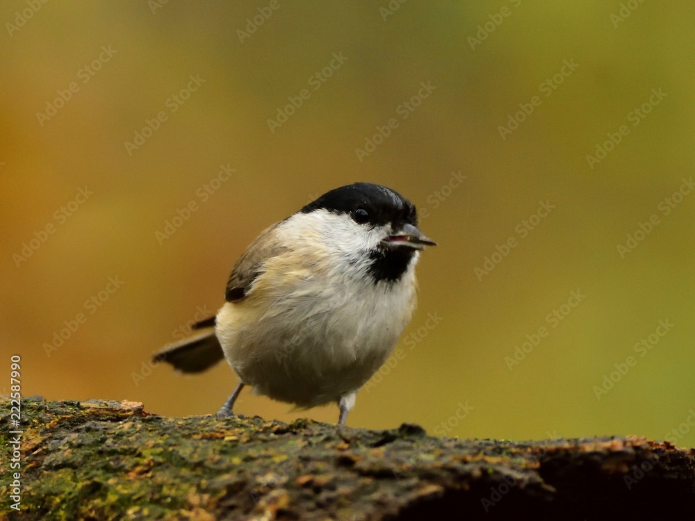 Fototapeta premium The marsh tit (Poecile palustris)